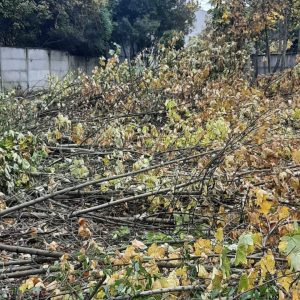 Venta terreno de 5.115 m² para Desarrollo Inmobiliario | Zona C2 Osorno full