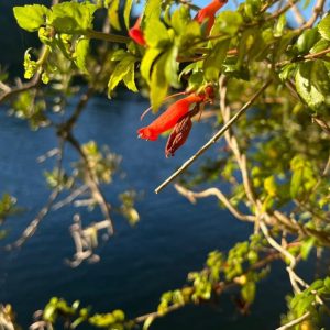Venta Hermosa Casa en Parcela en Condominio, Puerto Varas full