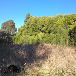 Terreno de 3,9 Há en Osorno para Proyecto Inmobiliario Mixto (Vivienda y Comercio) full