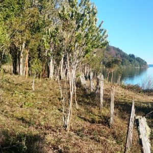 Venta Parcela 2,7 Hectáreas / 90 Metros de Playa / Lago Rupanco / Las Gaviotas full
