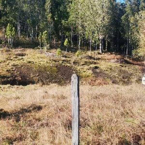 Venta Parcela 2,7 Hectáreas / 90 Metros de Playa / Lago Rupanco / Las Gaviotas full