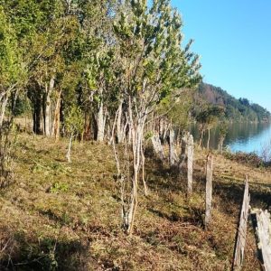 Venta Parcela 2,7 Hectáreas / 90 Metros de Playa / Lago Rupanco / Las Gaviotas full