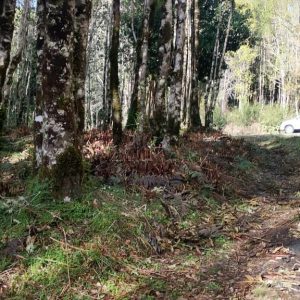 Venta Parcela 2,7 Hectáreas / 90 Metros de Playa / Lago Rupanco / Las Gaviotas full