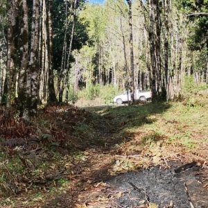 Venta Parcela 2,7 Hectáreas / 90 Metros de Playa / Lago Rupanco / Las Gaviotas full