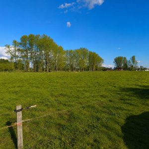 Venta Parcelas 5.000 m² / Condominio de Solo 12 Parcelas / Pelleco – Camino a Mulpulmo / Osorno full