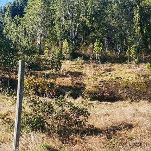 Venta Parcela 2,7 Hectáreas / 90 Metros de Playa / Lago Rupanco / Las Gaviotas full