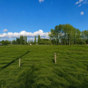 Venta Parcelas 5.000 m² / Condominio de Solo 12 Parcelas / Pelleco – Camino a Mulpulmo / Osorno full