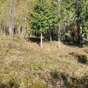 Venta Parcela 2,7 Hectáreas / 90 Metros de Playa / Lago Rupanco / Las Gaviotas full