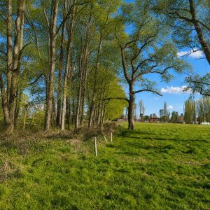 Venta Parcelas 5.000 m² / Condominio de Solo 12 Parcelas / Pelleco – Camino a Mulpulmo / Osorno full
