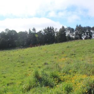 Venta exclusivas Parcelas / 5 minutos de Frutillar / Región de Los Lagos full